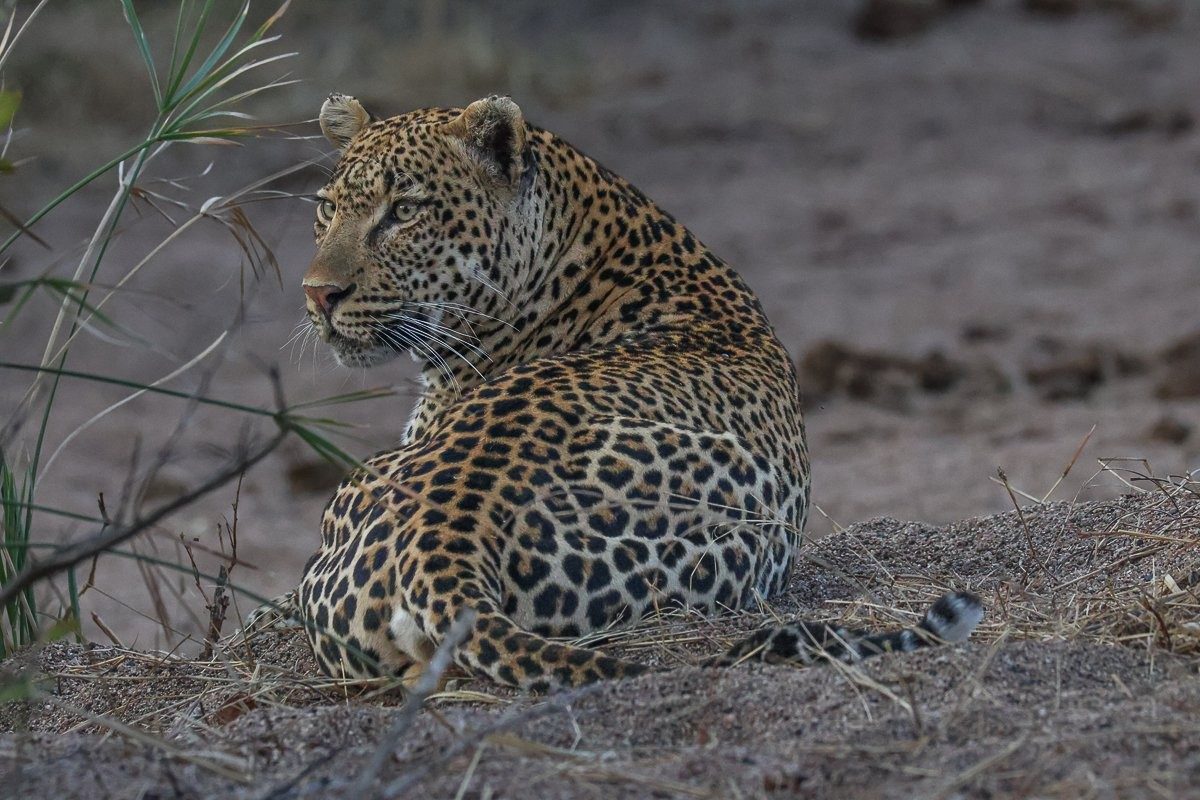 Khulwana leopard resting within his range.