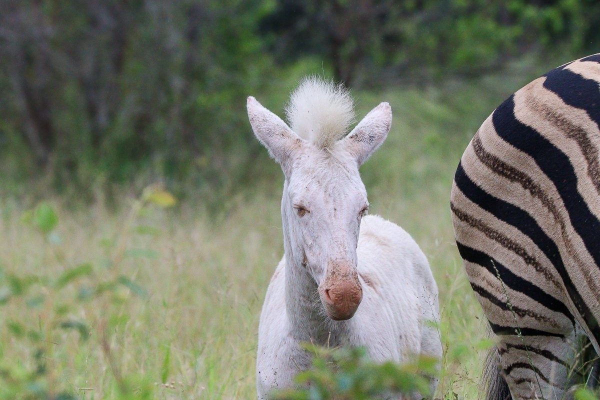 Leucistic zebra foal walking with its herd through bushveld.