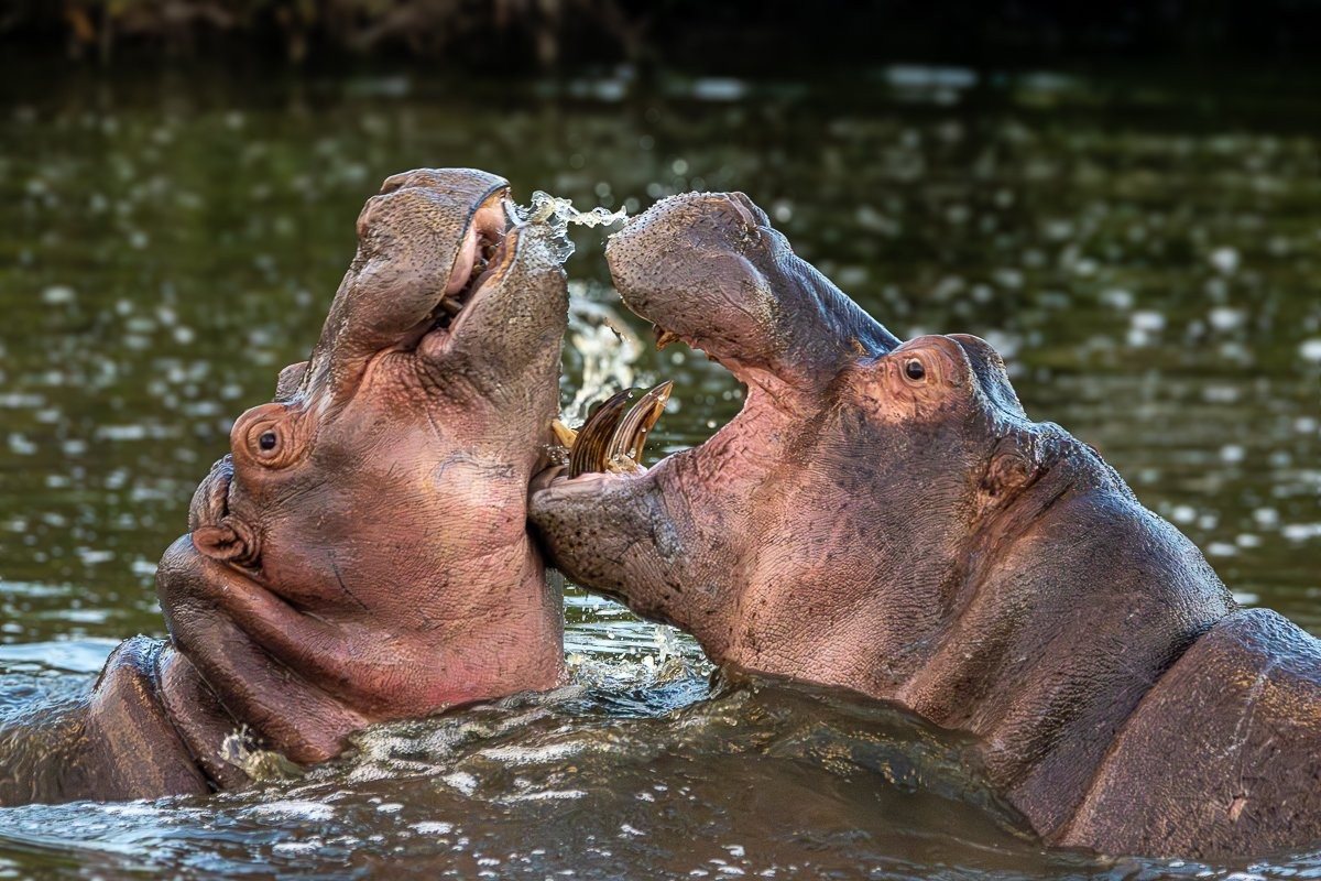 Hippo emerging from the water with ears and eyes breaking the surface.