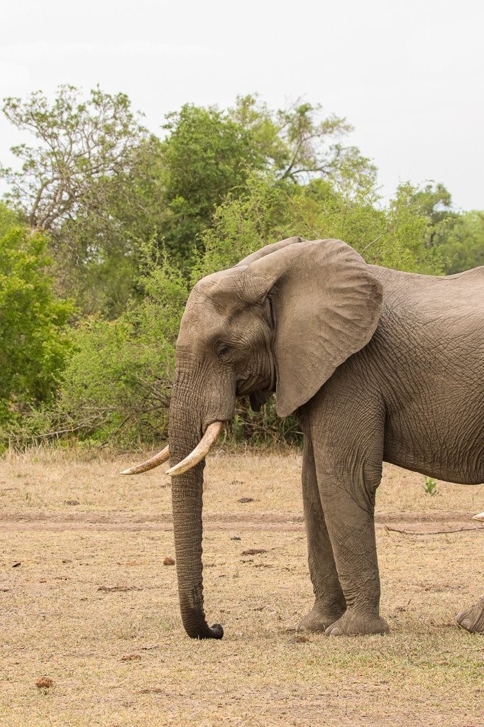 Elephant bulls resting quietly during the heat of the day in the African bush.