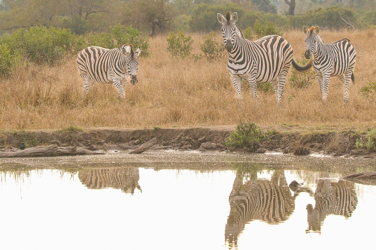Zebras drinking at a waterhole with their reflections visible in the water
