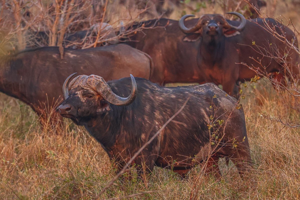 Sabi Sabi Ruan Mey Buffalo Bulls Watching Lions Near Herd Sabi Sabi