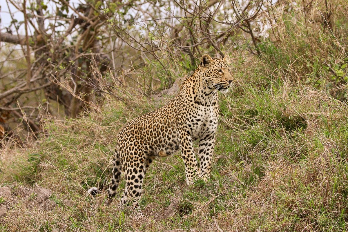 Kurhula leopardess climbing a termite mound to scan her surroundings.