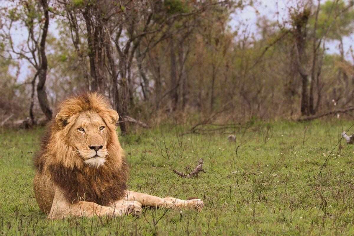 N’waswishaka male lions resting together in a clearing