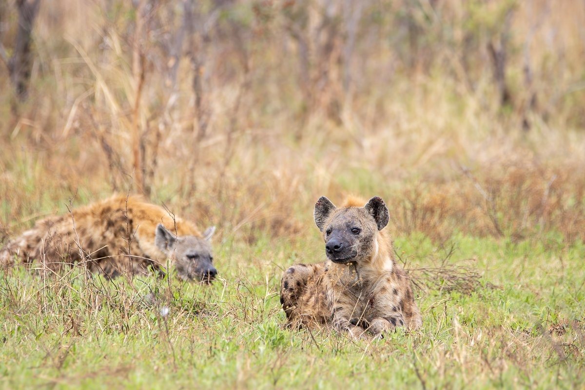 Two spotted hyenas within the grassland displaying a form of patience