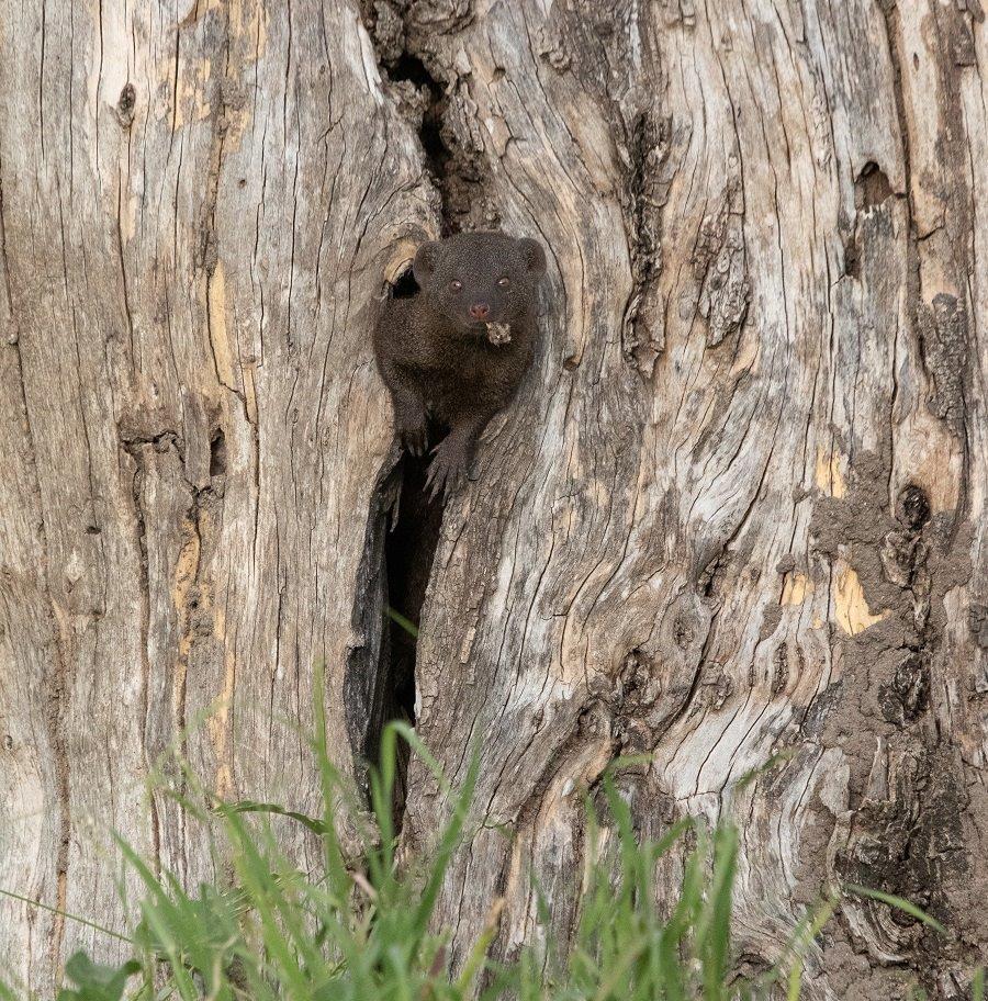 25  Jason Street   Mongoose   180323