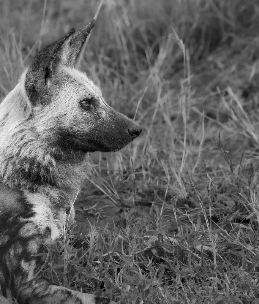 A36Jason Street   Wilddog   170523   2