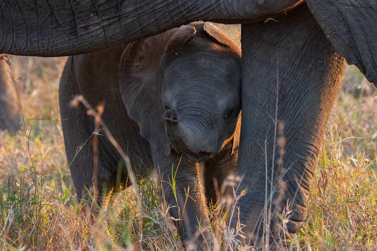 A shy elephant calf hides underneath its mother. A shy elephant calf hides underneath its mother.