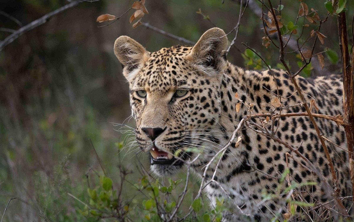 The young Nottins male was out hunting, with his preferred target being week-old impalas. The young Nottins male was out hunting, with his preferred target being week-old impalas.