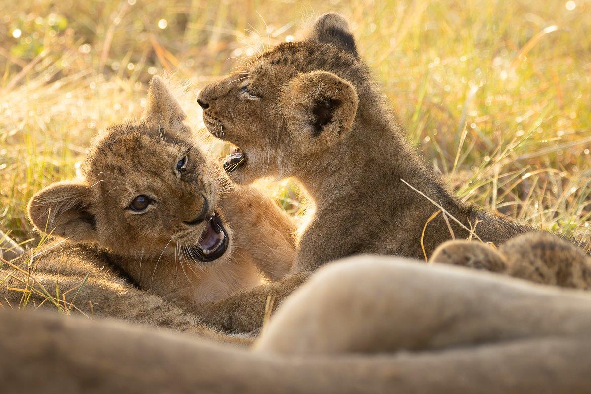 Talamati Cubs JP Van Rooyen