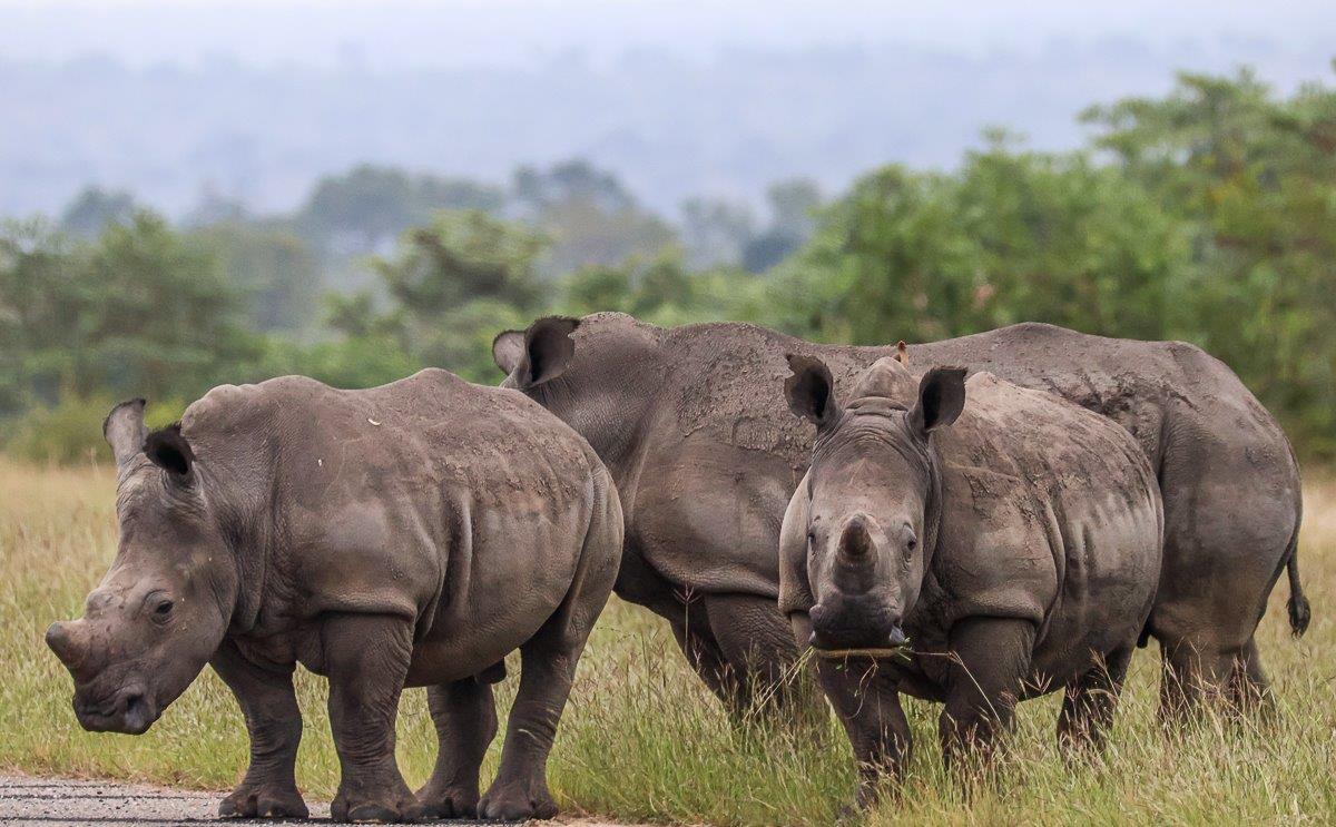 A rhino horn consists of keratin A rhino horn consists of keratin