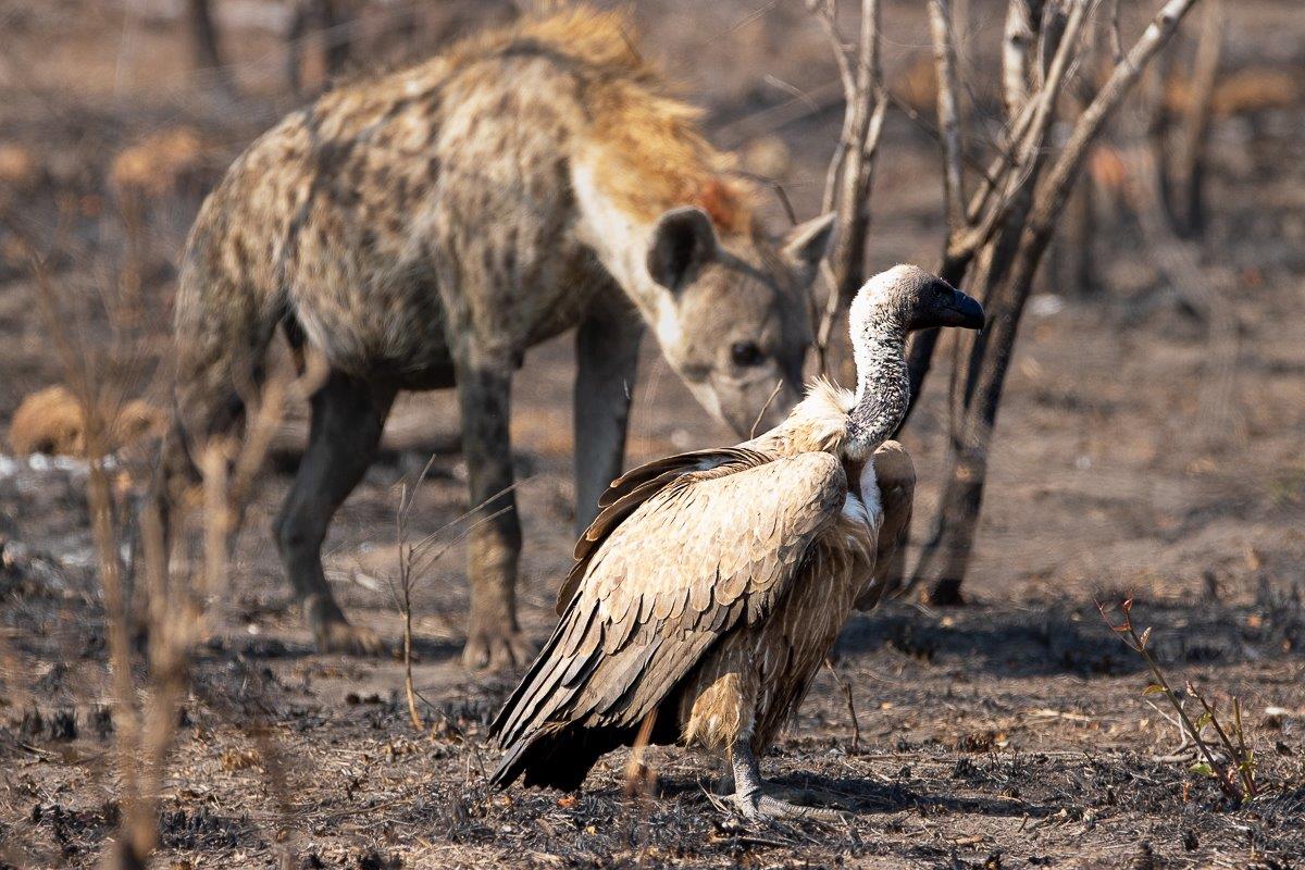 Hyena and vultures competing over carrion, emphasizing survival in the wild.