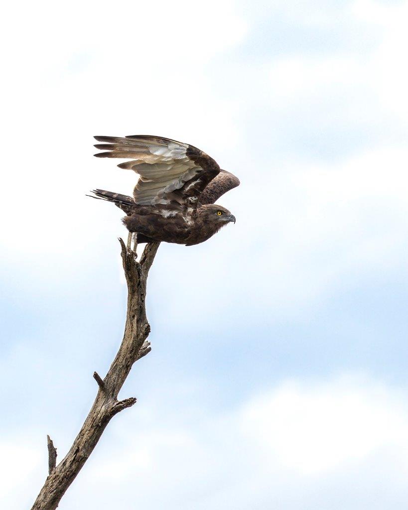 Sabi Sabi Benjamin Loon Brown Snake Eagle Takes Flight Sabi Sabi Benjamin Loon Brown Snake Eagle Takes Flight