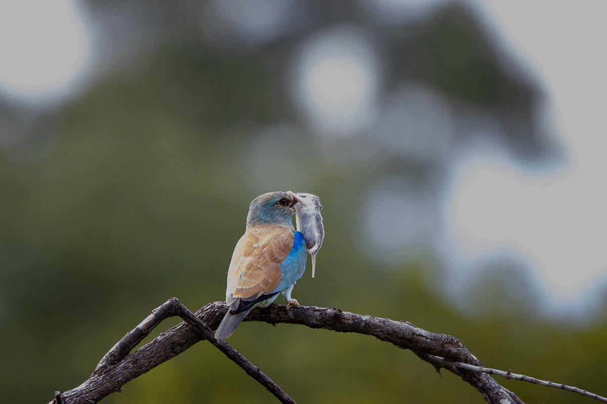 A European roller peches on a branch with lunch in its beak. A European roller peches on a branch with lunch in its beak.