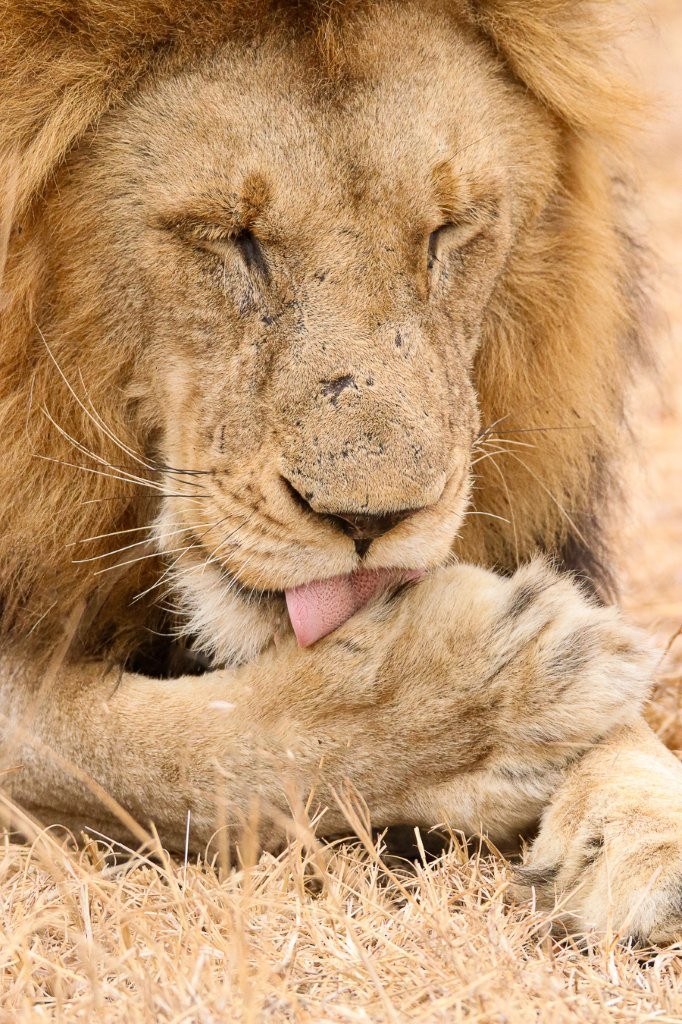 Sabi Sabi Jana Du Plessis Gijima Licks Paws Sabi Sabi Jana Du Plessis Gijima Licks Paws