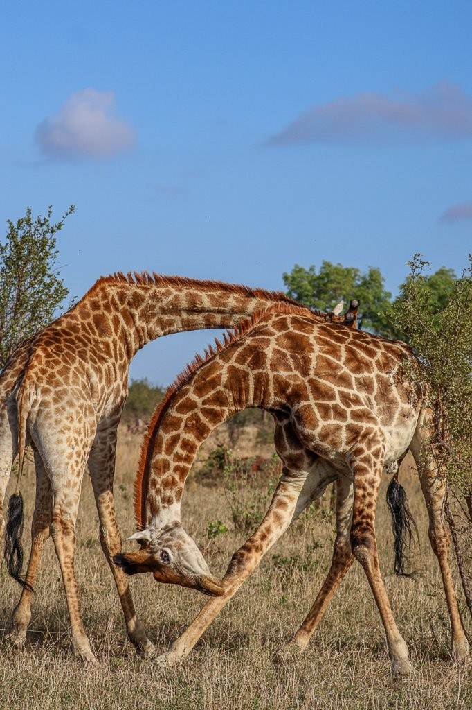 Sabi Sabi Ruan Mey Giraffes