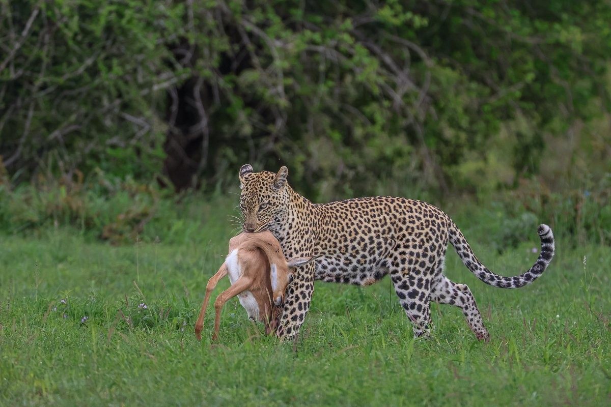 The leopard known as Tengile is seen with an impala kill. 