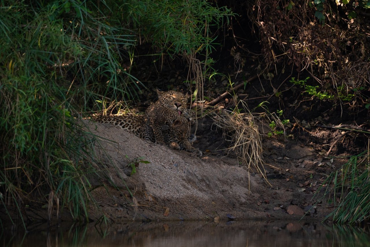 Sabi Sabi Viviane Ladner Jacana Leopard And Cub