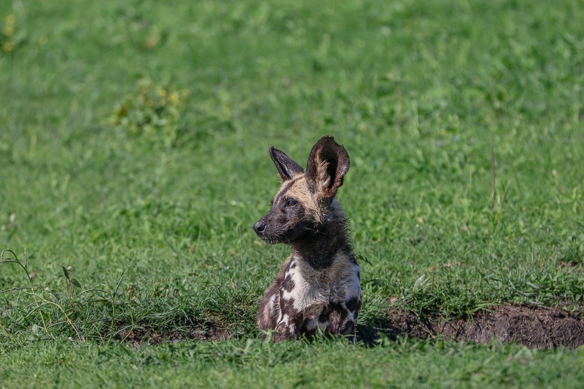 Historically, wild dogs roamed across most of sub-Saharan Africa