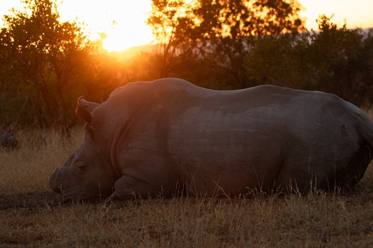 Rhino silhouette standing against a warm sunset in the bush