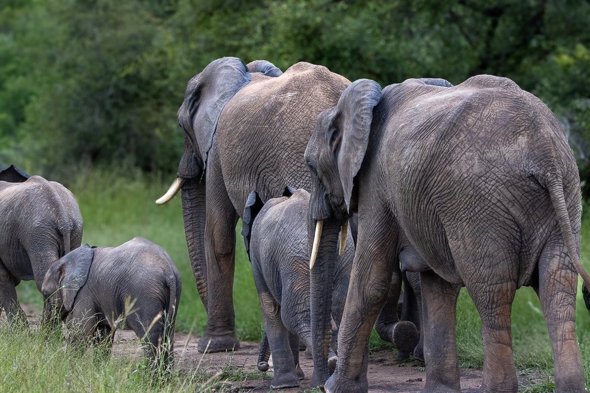 Elephants moving away after feeding, with calves following closely behind