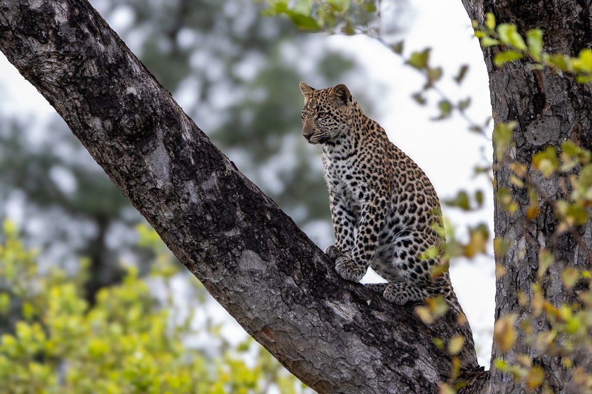 Tengile young cub in tree.