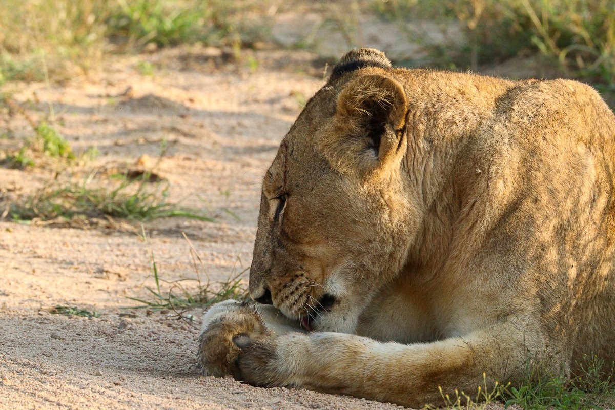 Lioness grooming herself calmly during morning safari