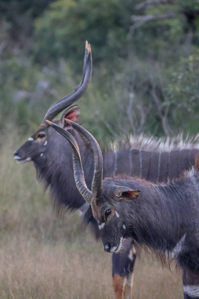 Male nyala bulls performing ritualised dominance display in the bushveld