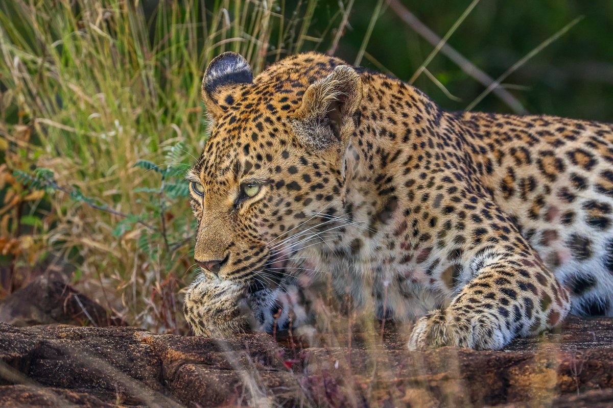 Close-up portrait of the Golonyi female leopard in winter bushveld light