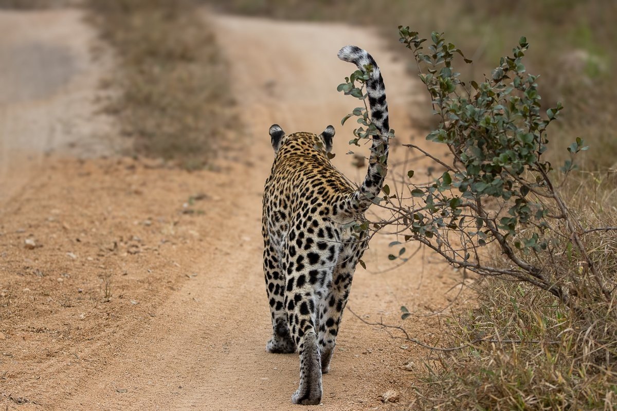 Tengile female leopard moving through her territory at dusk.