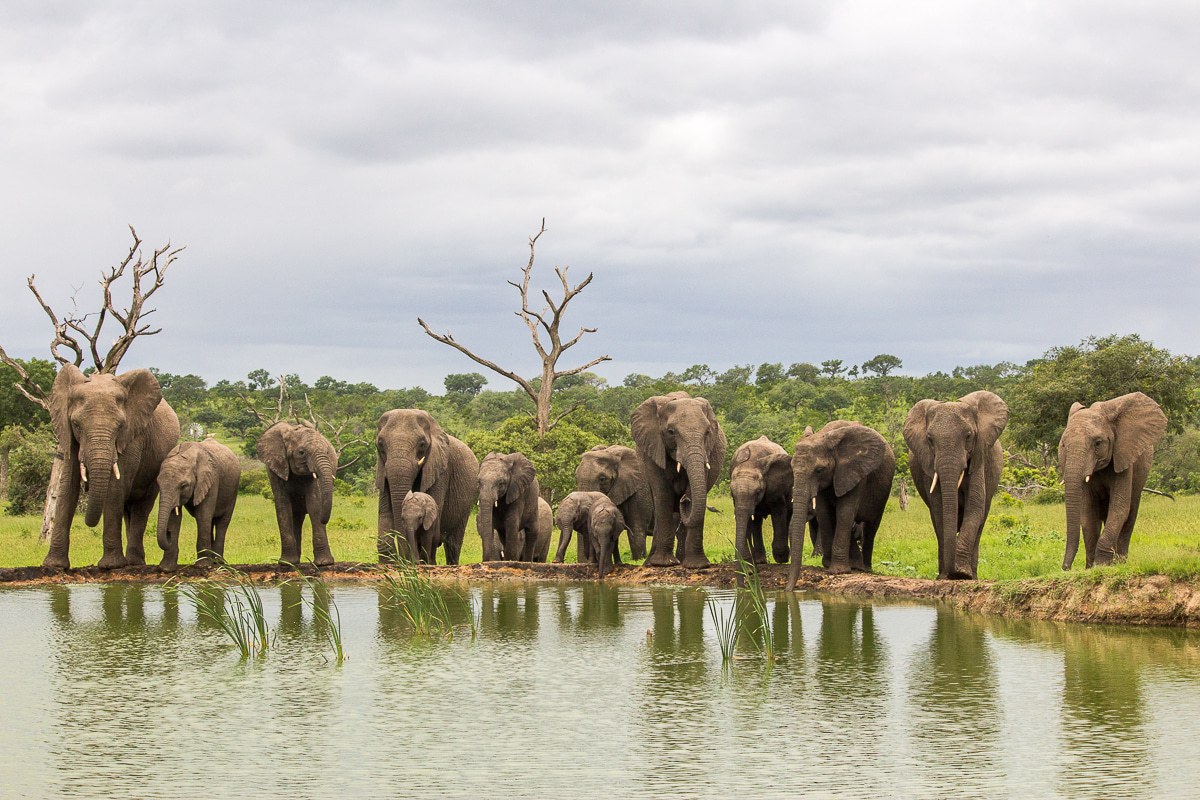 A herd of elephants lined up to drink from a water source
