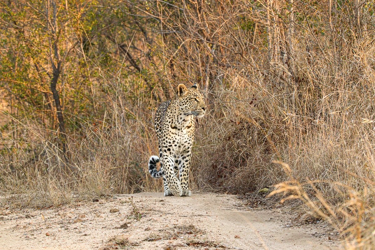 Golonyi female leopard scent-marking her territory
