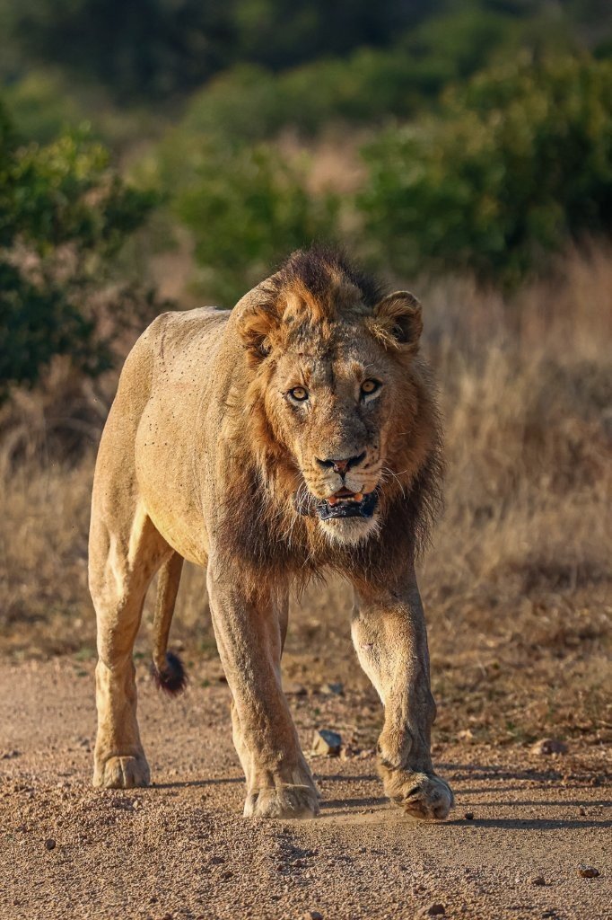 N’waswishaka male lions with Msuthlu lionesses