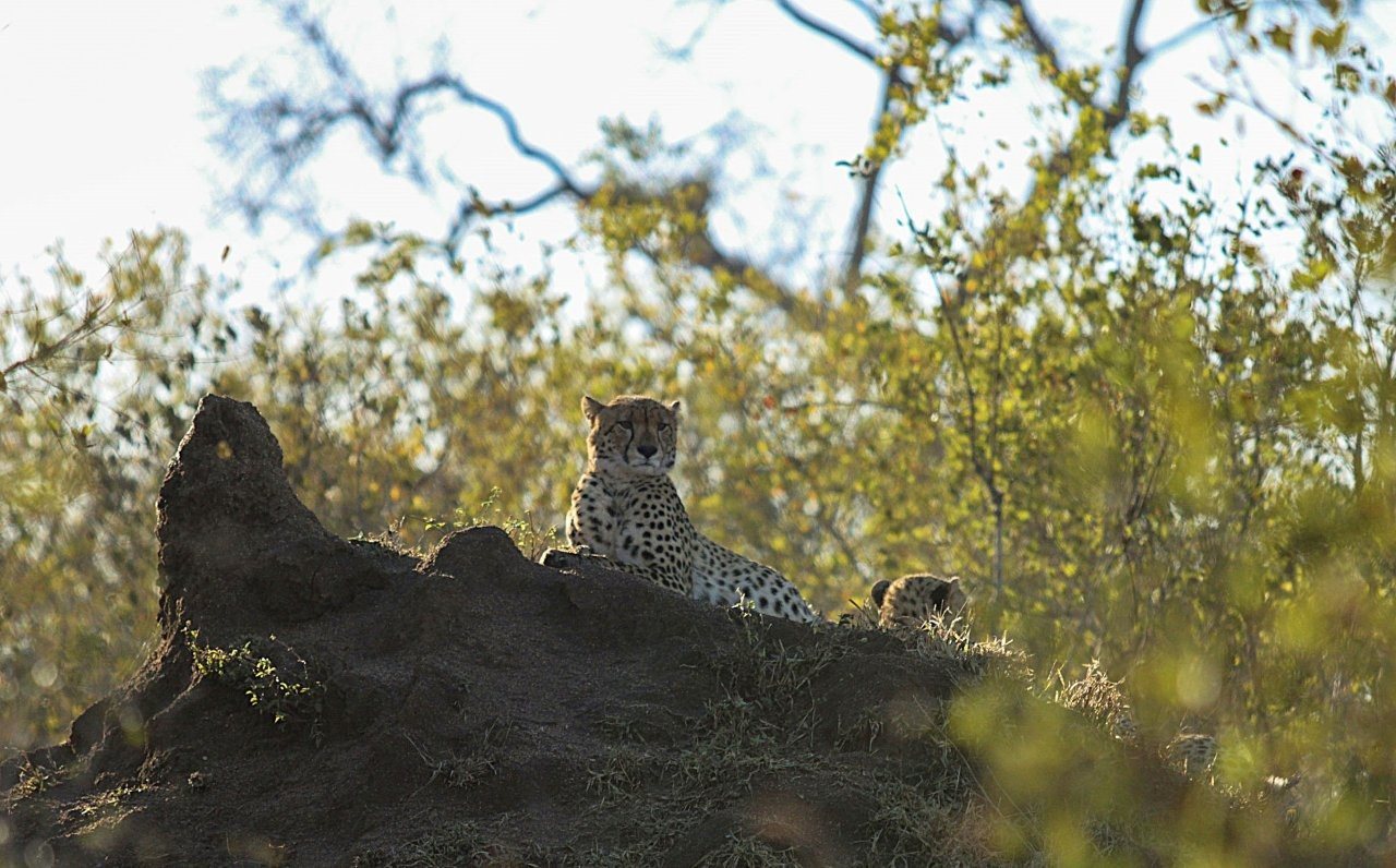 Two young cheetahs resting on a termite mound in the reserve