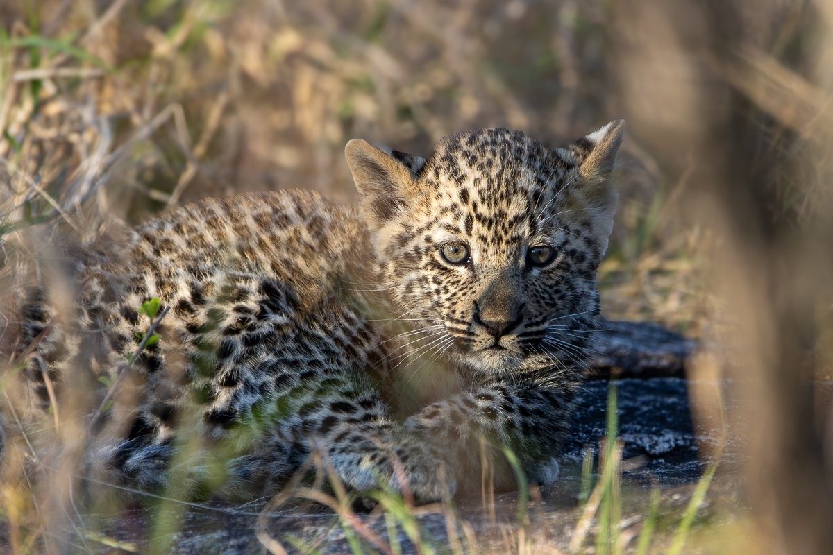 Sabi Sabi Ronald Mutero Kurhula Leopard Cub Emerging From Riverbed