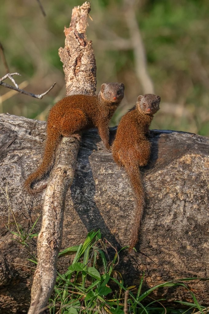 Two dwarf mongooses grooming each other on a fallen log.