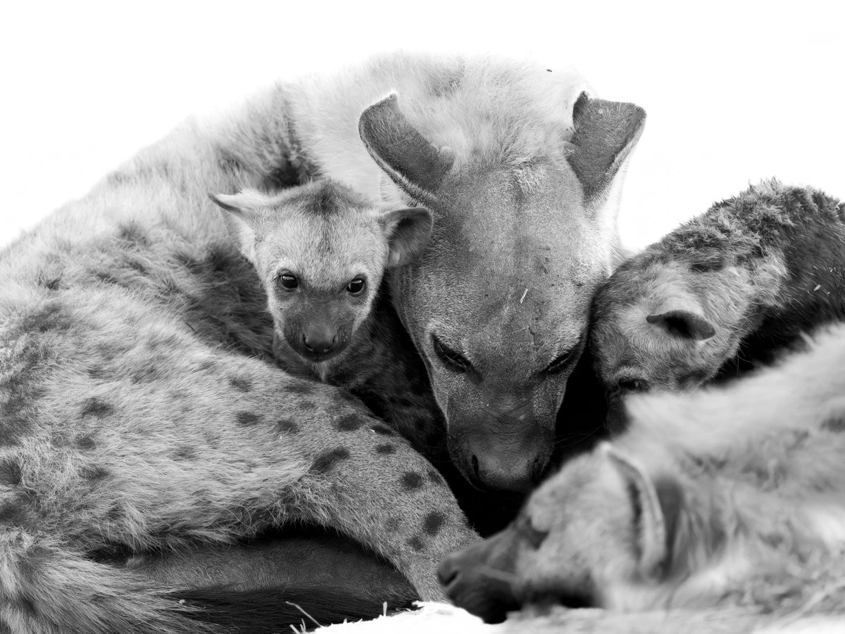 Sabi Sabi Jarrod Oflaherty Spotted Hyena Cubs Playing At Den