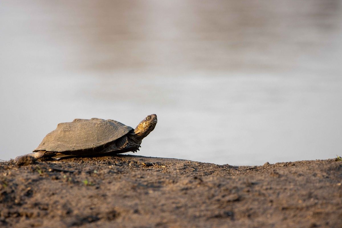 A Serrated Hinged Terrapin basking near a water source
