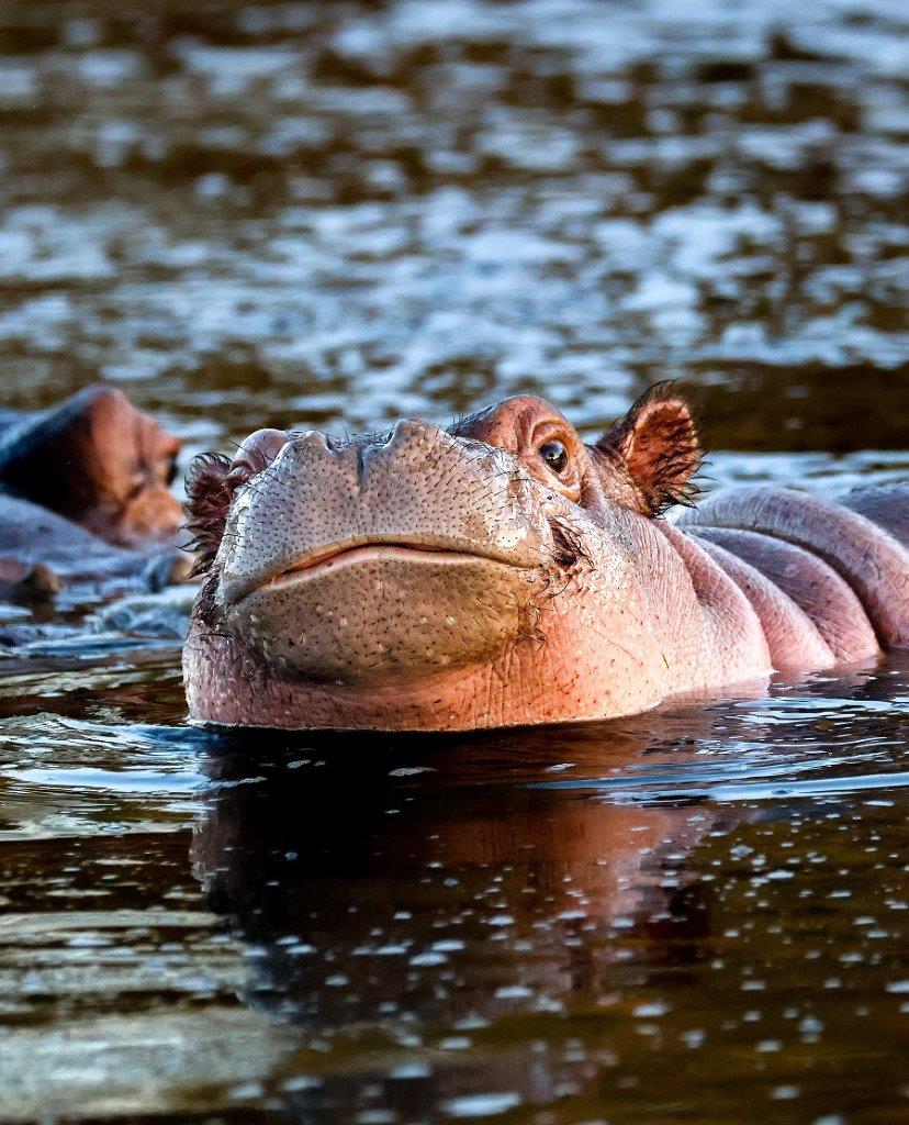 B10Coenraad Stapelberg Hippo 120423 1 B10Coenraad Stapelberg Hippo 120423 1