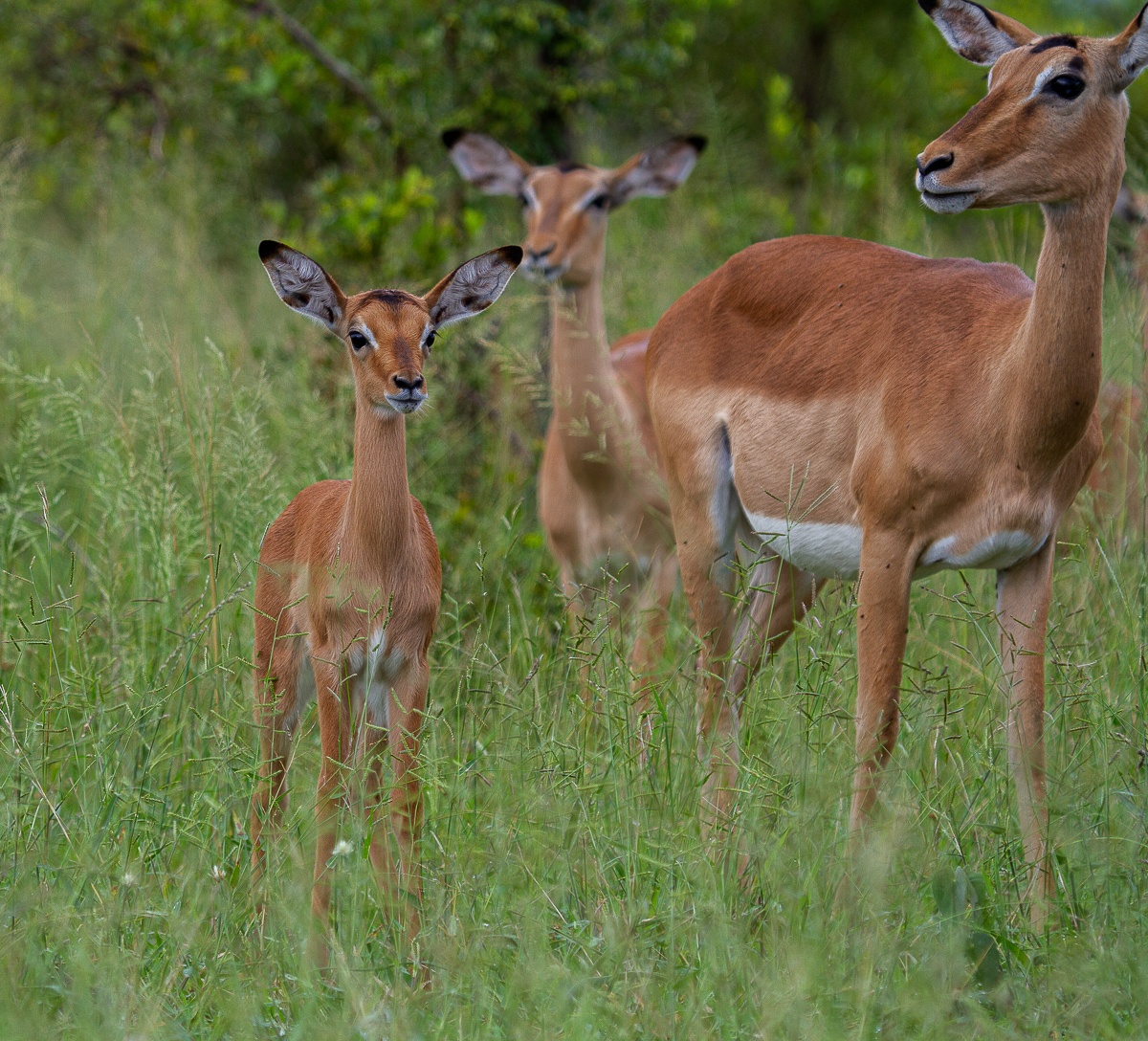 An impala calf and its mother must adapt during the winter to stay warm and will grow a thicker coat. An impala calf and its mother must adapt during the winter to stay warm and will grow a thicker coat.