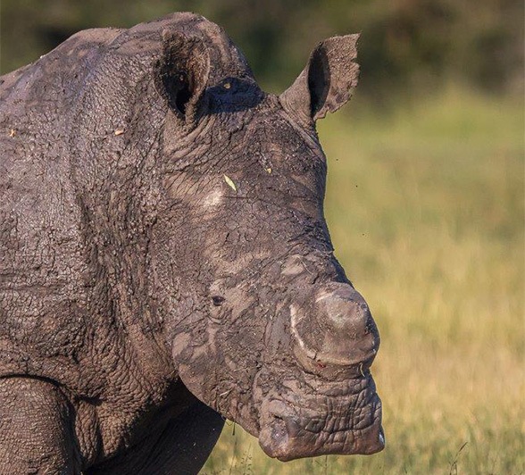 Rhino horn is one of the most valued materials in the world Rhino horn is one of the most valued materials in the world