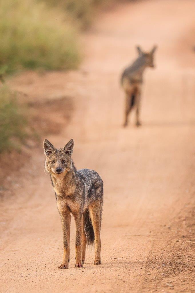 Jackals often make alarm calls when predators are around Jackals often make alarm calls when predators are around