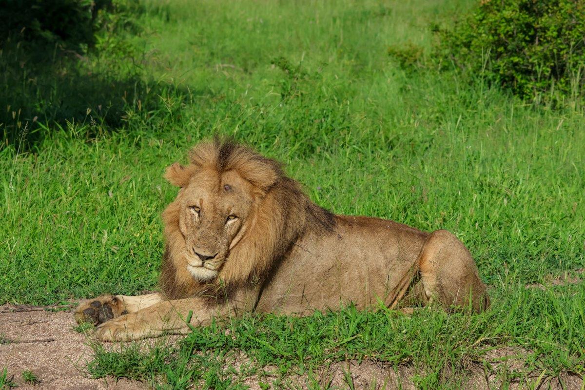 Sabi Sabi Jan Nel Kambula Male Lion Sabi Sabi Jan Nel Kambula Male Lion