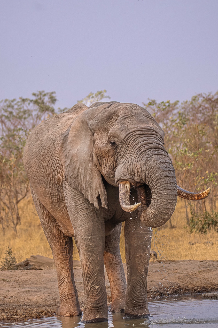 A bull elephant drinks from a nearby waterhole. A bull elephant drinks from a nearby waterhole.