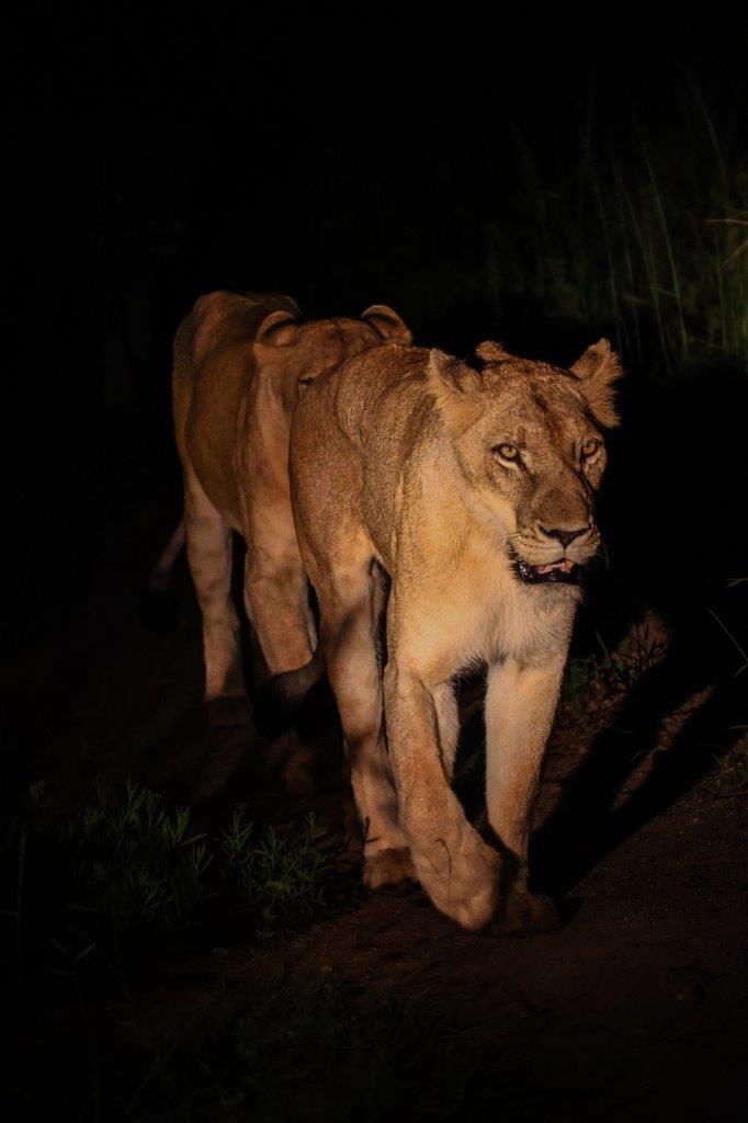 Sabi Sabi Ruan Mey Southern Pride