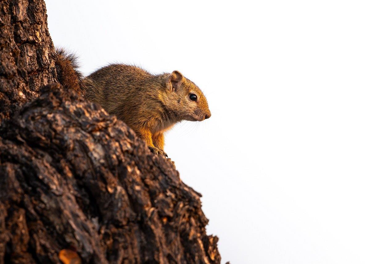A squirrel photographed on a tree at dusk. A squirrel photographed on a tree at dusk.