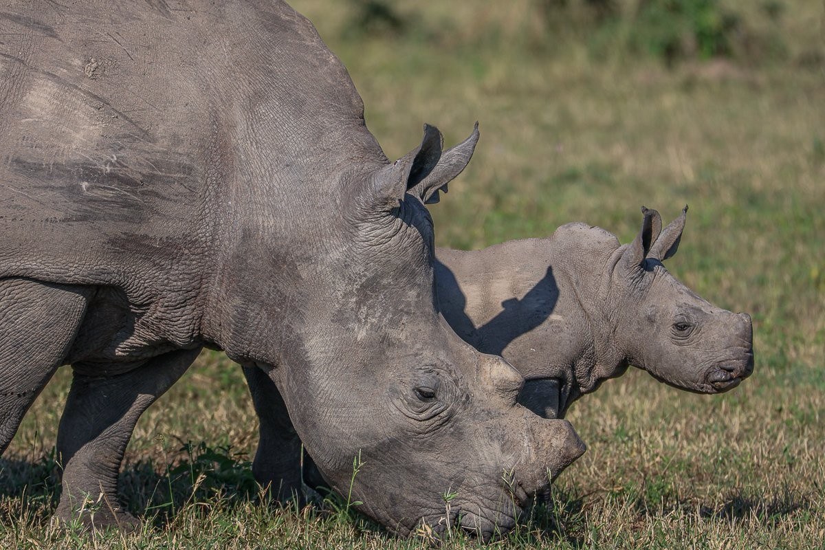 Sabi Sabi Ruan Mey Rhino Sabi Sabi Ruan Mey Rhino