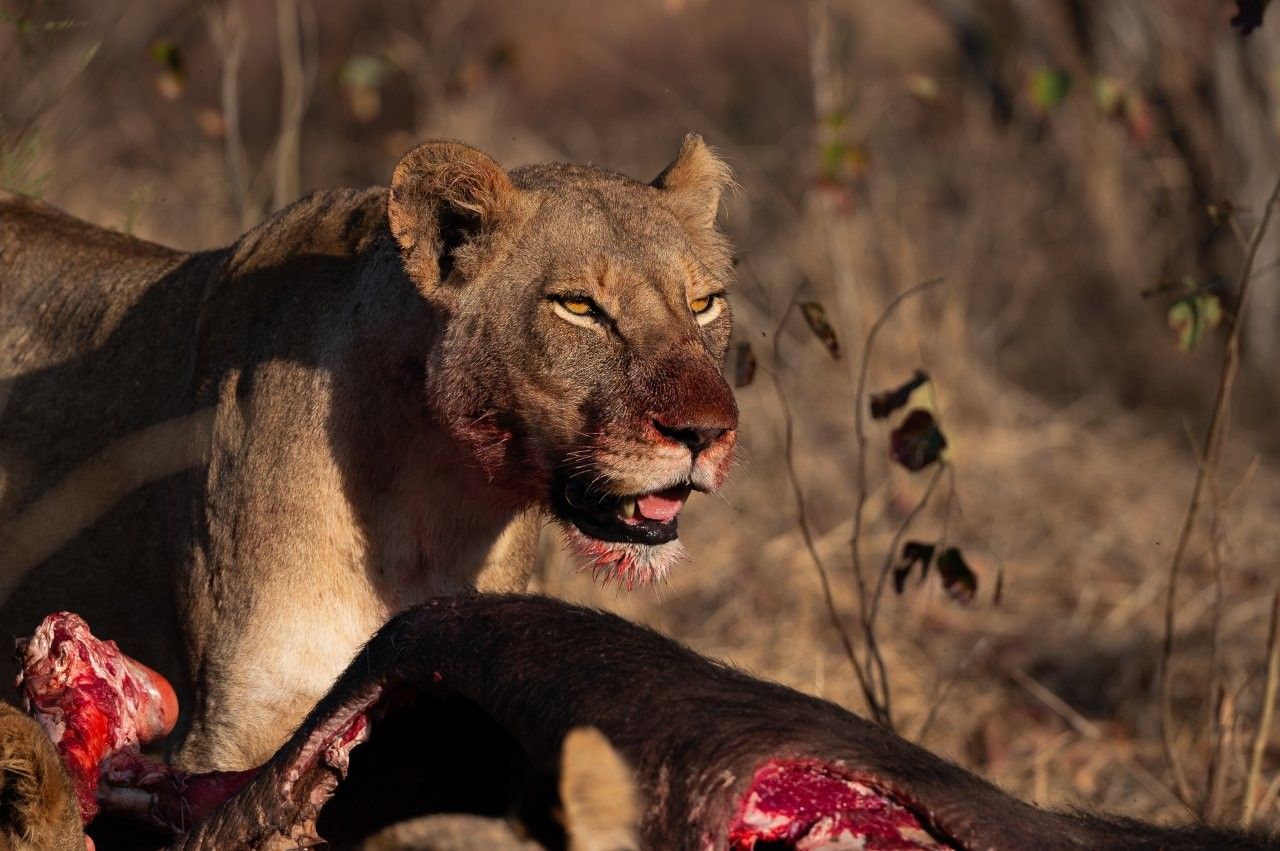Musuthlui Pride with kill. Musuthlui Pride with kill.