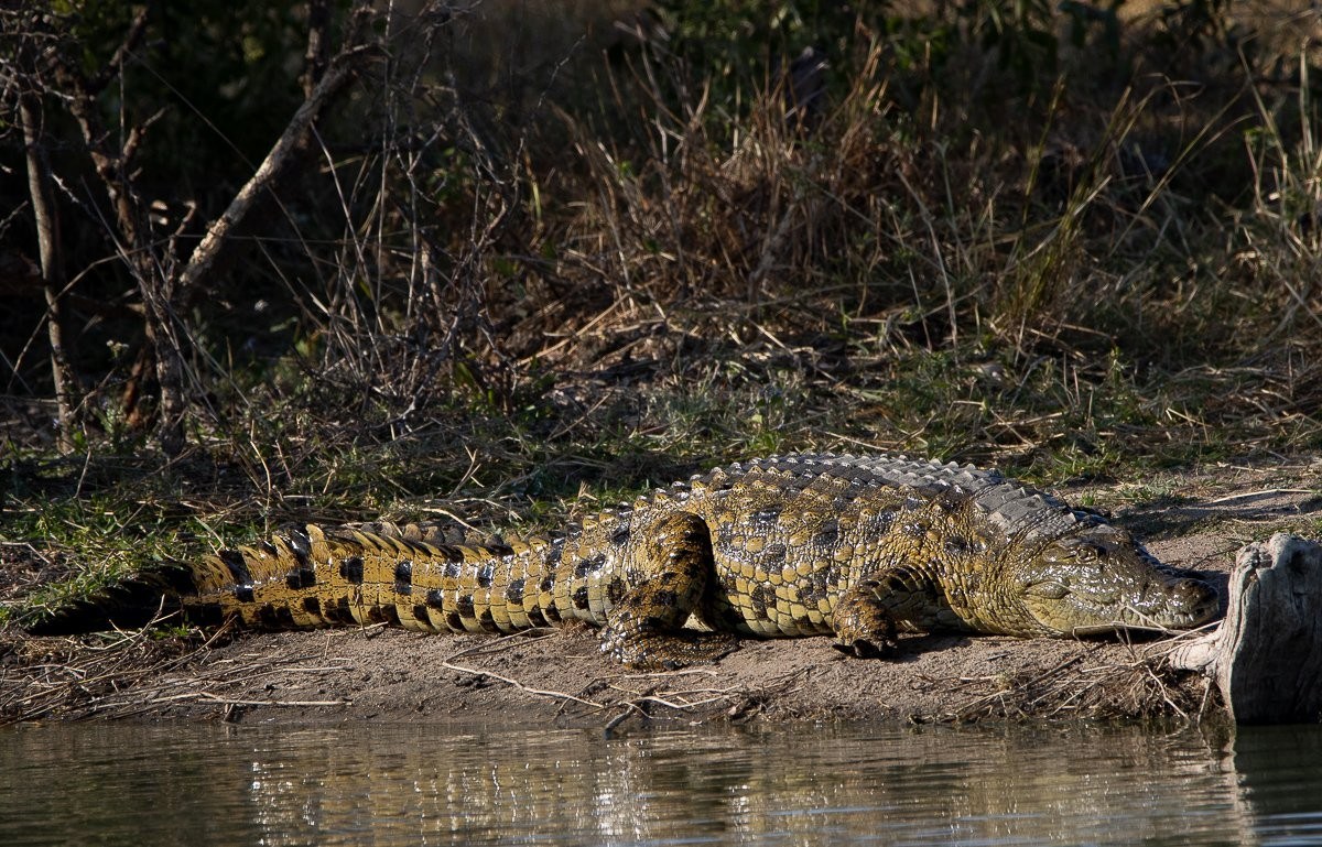Sabi Sabi Ronald Mutero Crocodile On Banks