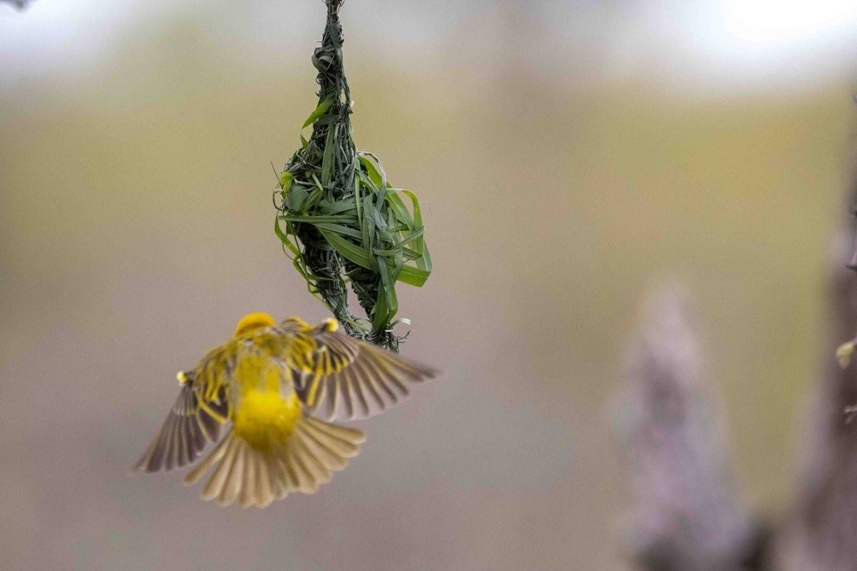 A Village weaver tends to its nest. 